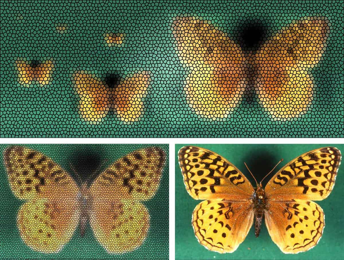 Которые мы видим в формах. Мозаичное зрение у насекомых. Мир глазами бабочки. Зрение бабочки. Мир глазами насекомых.